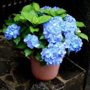 Hybrid Hydrangea Flowering Plants (Blue)