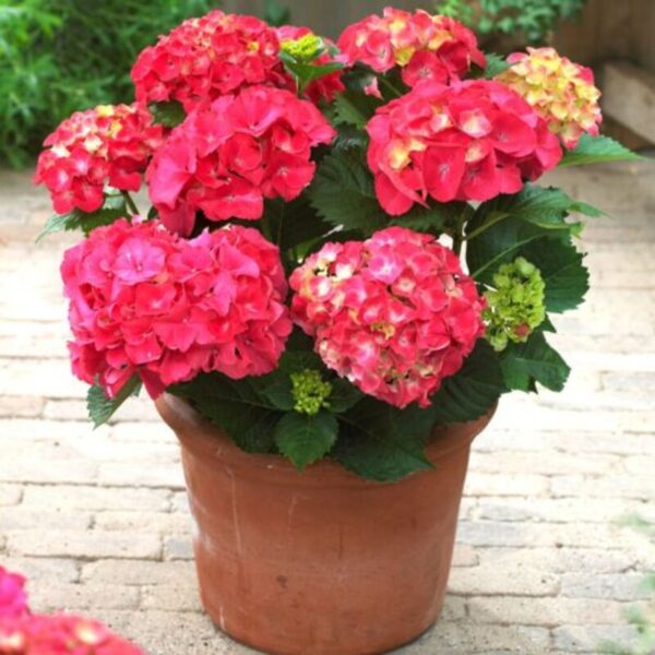 hybrid-hydrangea-flower-plants-red2