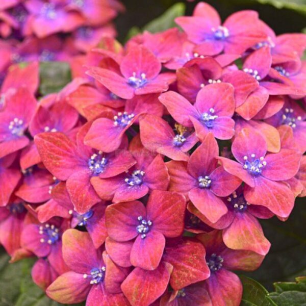 hybrid-hydrangea-flower-plants-red3