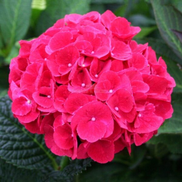 Hybrid Hydrangea Flowering Plants Red