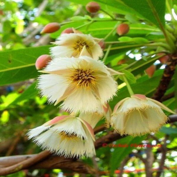 hybrid-rudraksha-plant