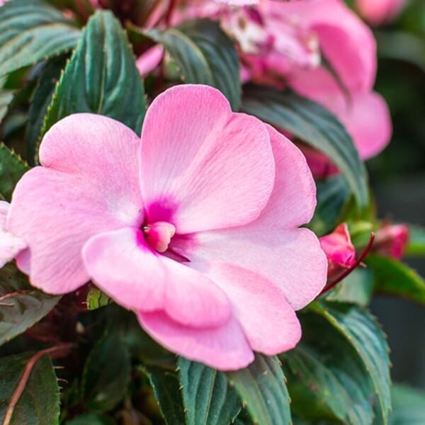 impatiens-flower-plant-pink 2