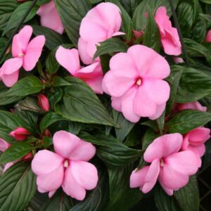 Impatiens Flowering Plant (Pink)