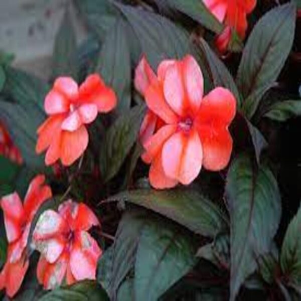 impatiens-plantwhite-and-orange3