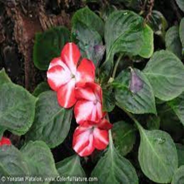 impatiens-plantwhite-and-orange2