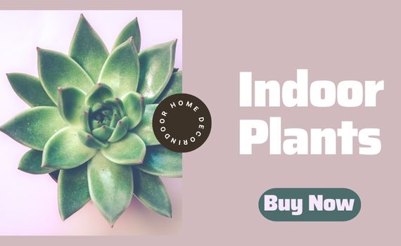 buy indoor plants