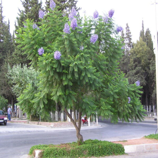 jacaranda-plant2