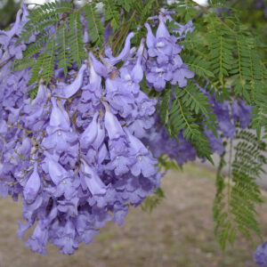 jacaranda-plant