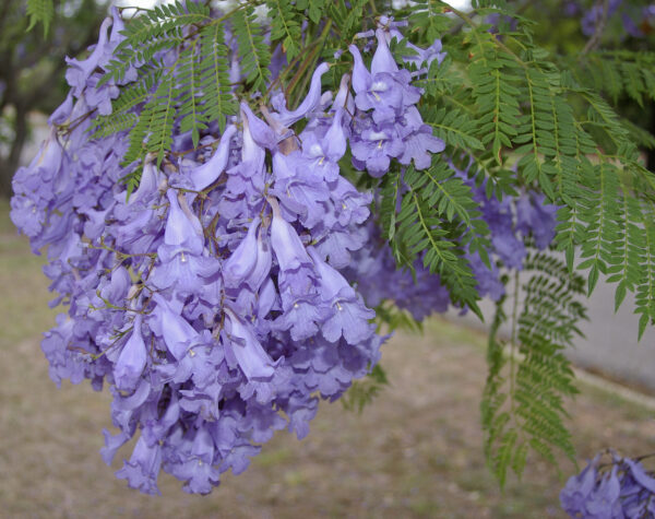 jacaranda-plant