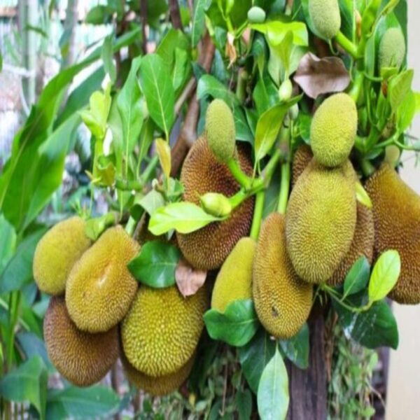 JackFruit Plant