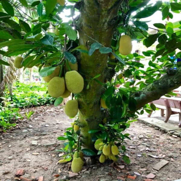 jackfruit-plant4