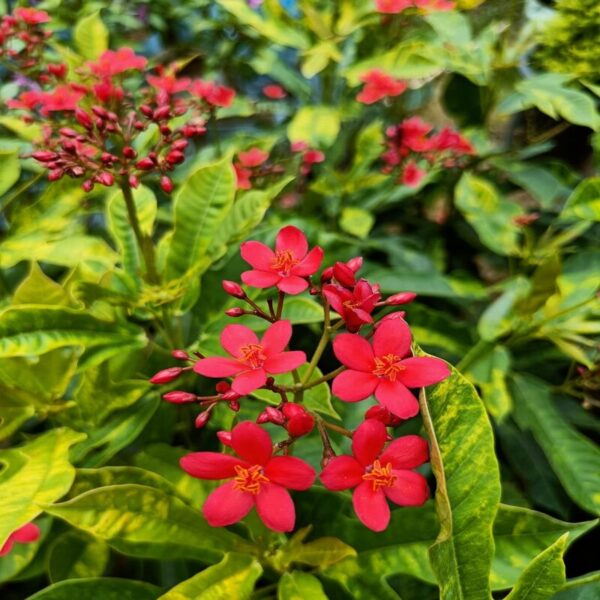 jatropha-flower-plant2