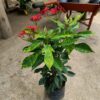 jatropha-flower-plant