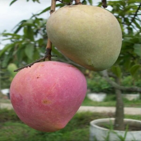 katimon-mango-plant2