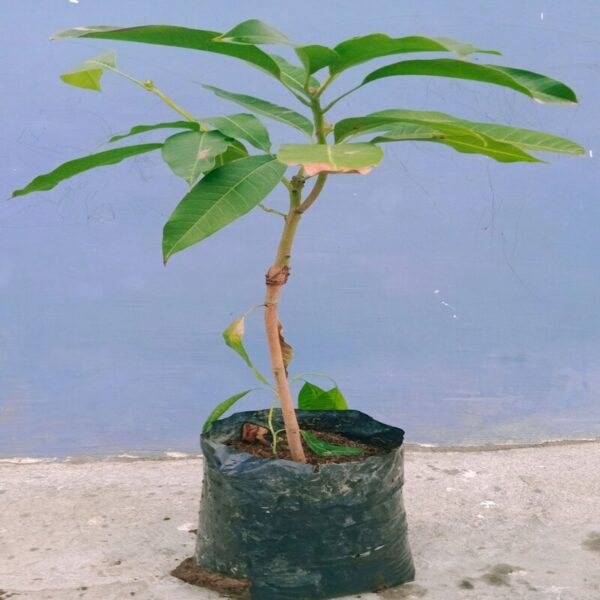 katimon-mango-plant3