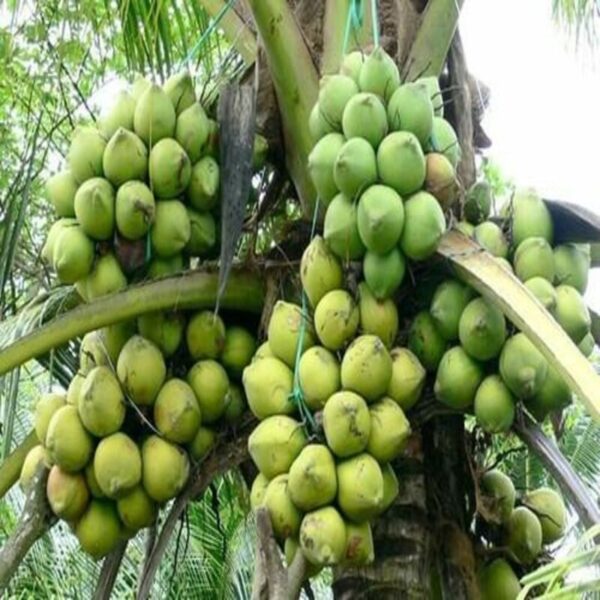 kerala-coconut-plant2