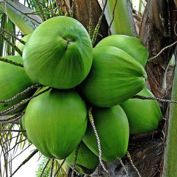 Kerala Coconut Plant