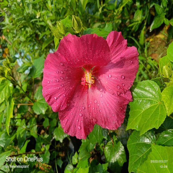 Land Lotus Flower Plant