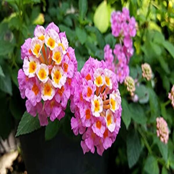 lantana-plant-pink2