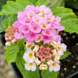 lantana-plant-pink3