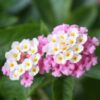 lantana-plant-pink