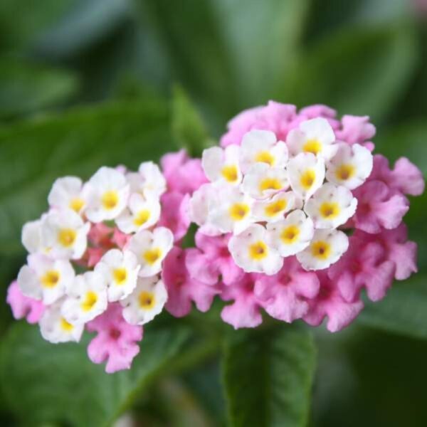 lantana-plant-pink