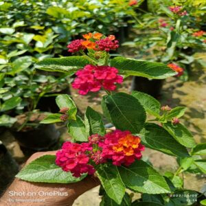 lantana-s-plant-red4