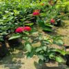 lantana-s-plant-red2