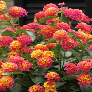 lantana flower plant red