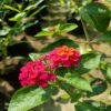 lantana-s-plant-red3