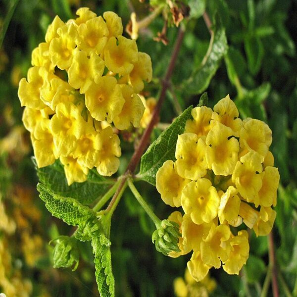 lantana-s-plant-yellow3