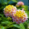 lantana-s-plant-yellow2