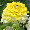 lantana flower plant yellow