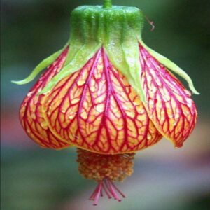 Lantern Hibiscus Flowering Plants