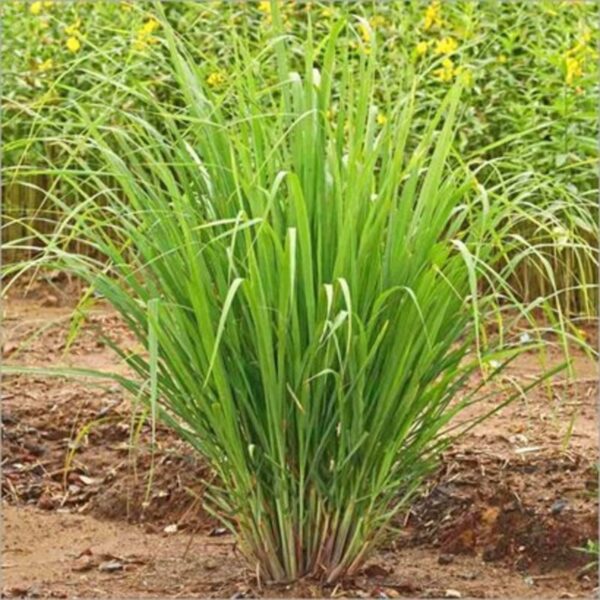 lemon-grass-live-plant3