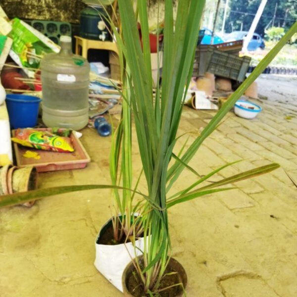 Lemon Grass Live Plant