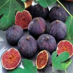 all time fig fruit plant