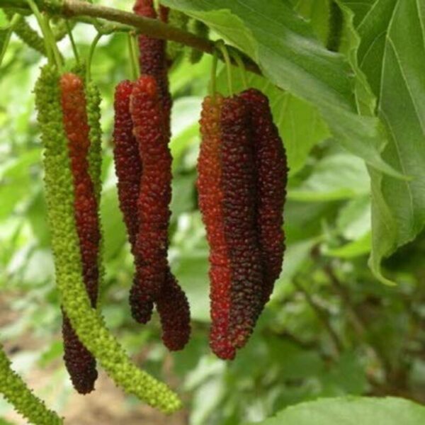 long-mulberry-plant32