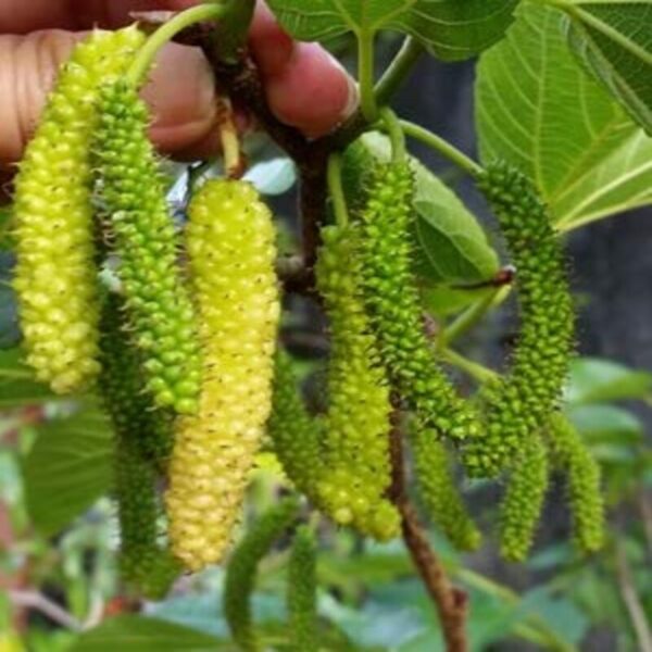 long-mulberry-plant3