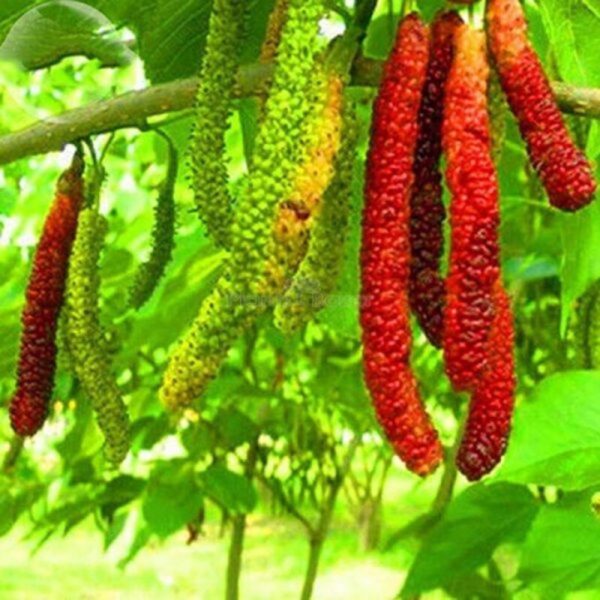 Long Mulberry Fruit Plant