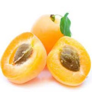 loquat-plant2