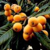 loquat-plant