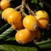 loquat-plant3