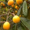 loquat-plant4