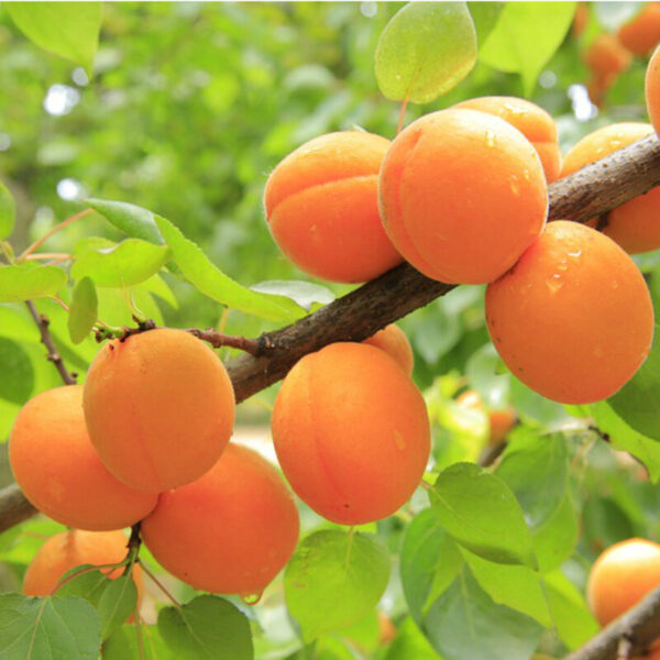 mammea americana tropical apricot fruit plant