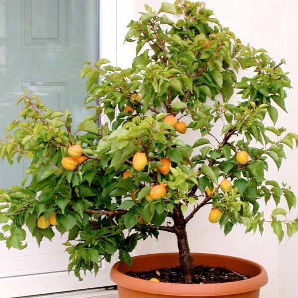 mammea-americana-tropical-apricot-plant3