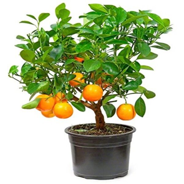 mandarin-orange-plant2