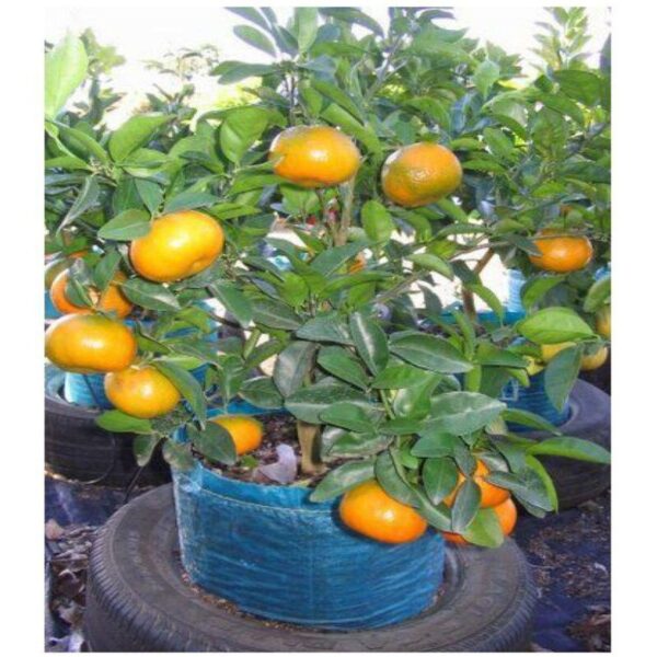 mandarin-orange-plant3