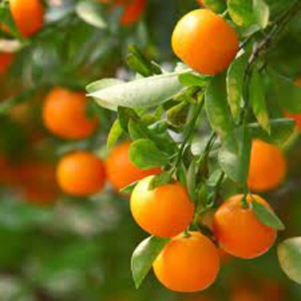 mandarin orange plant