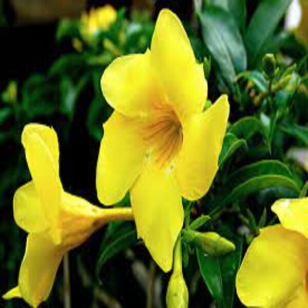 mandevilla-flower-plant-yellow 3